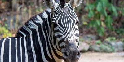 Zebra at the Birmingham Zoo